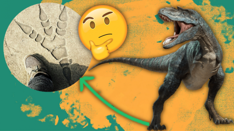 Dinozorların Ayak İzleri Günümüze Kadar Nasıl Ulaşıyor?